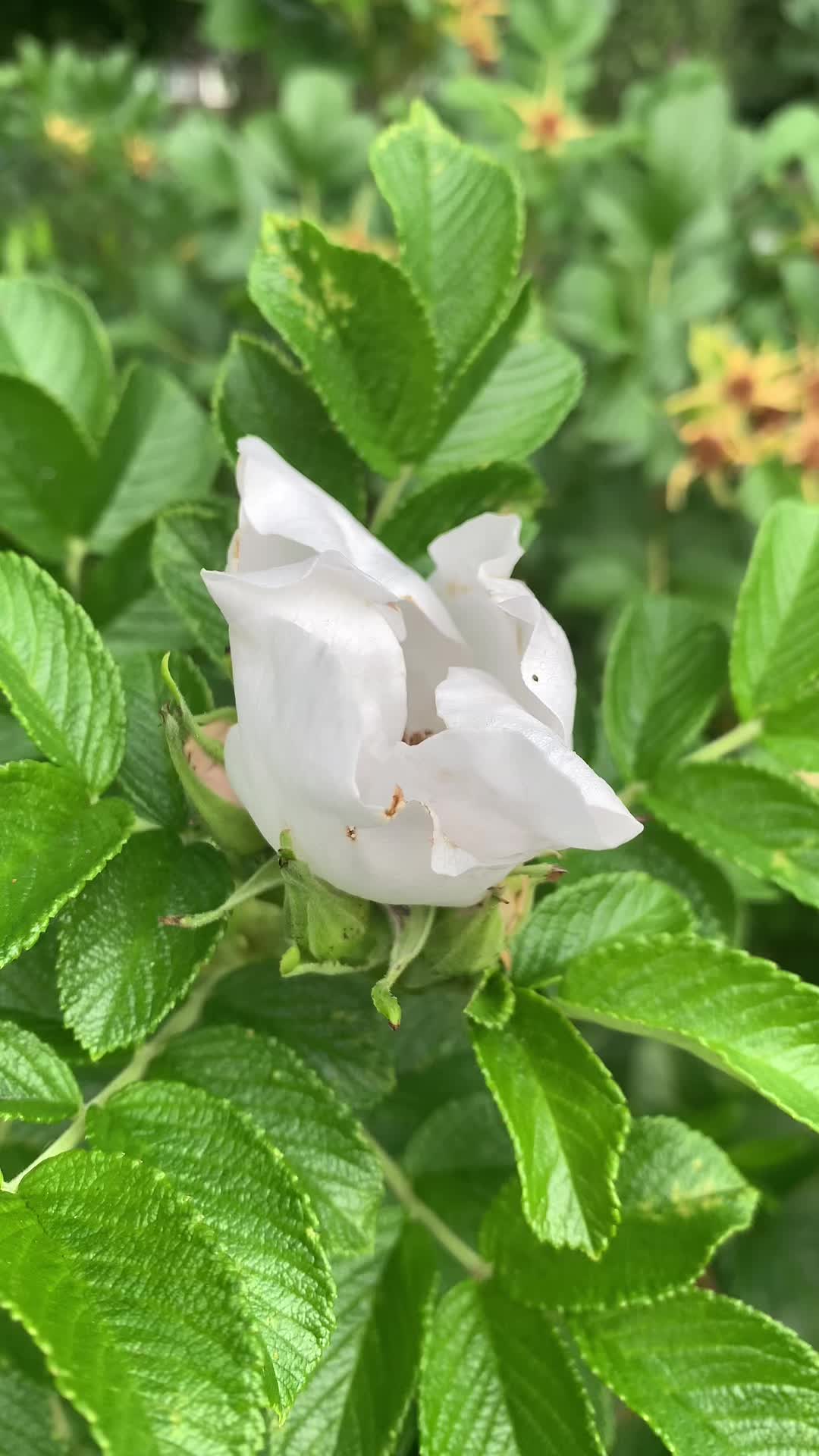 @silent123_silent