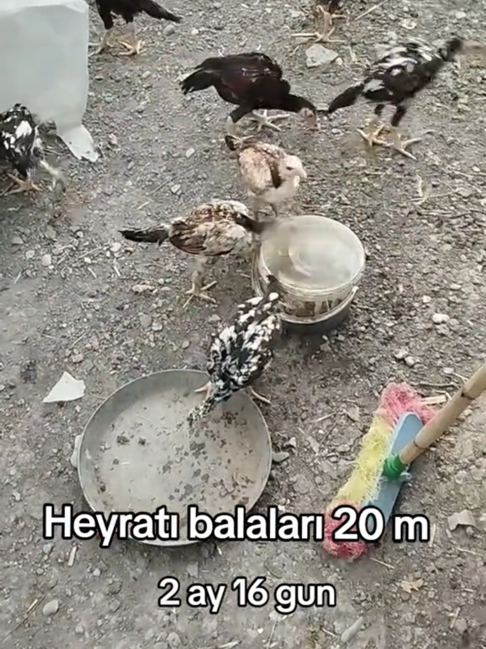 @kurdemir heyrati satisi