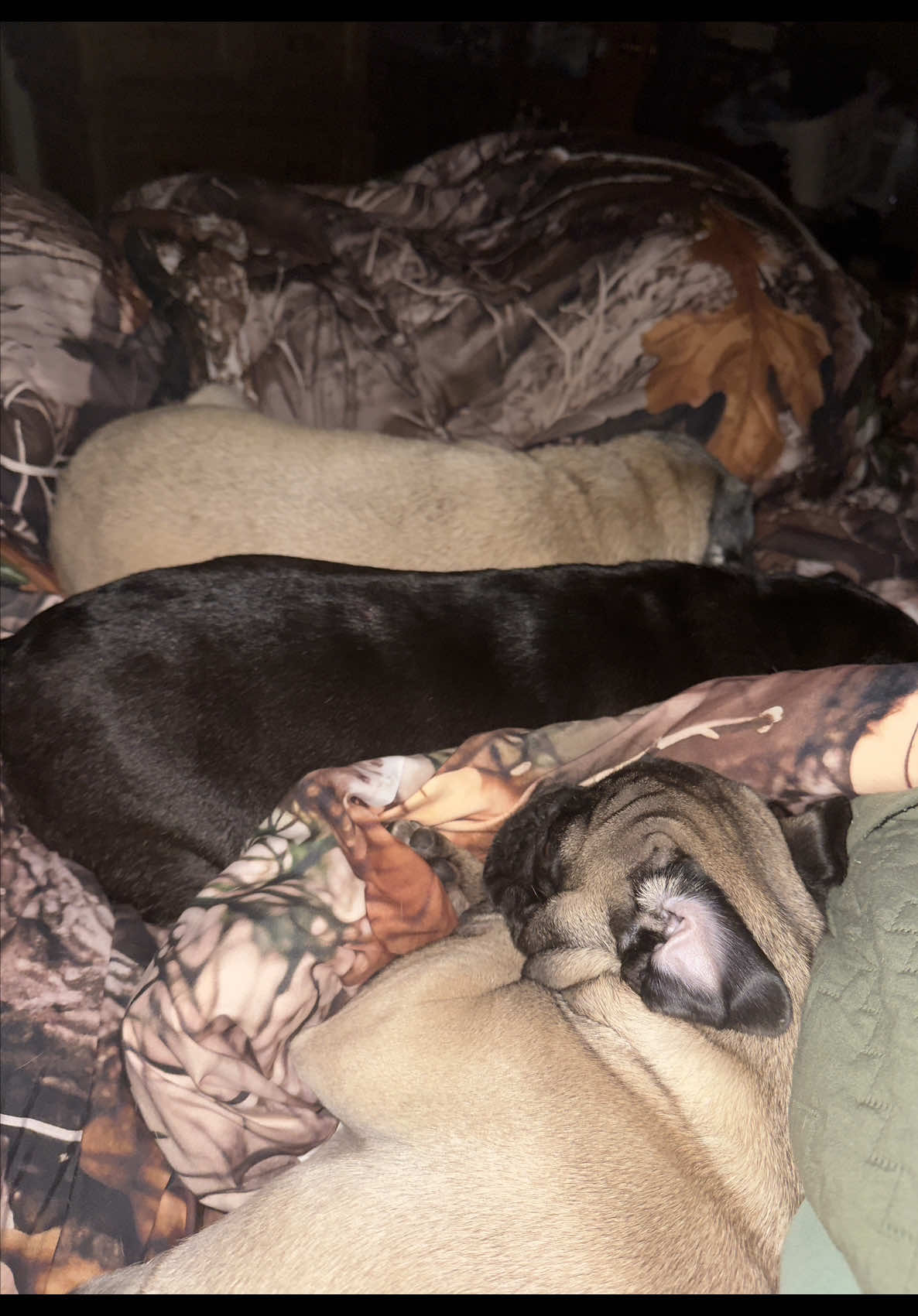 @The Stewart Pugs Plus Mom