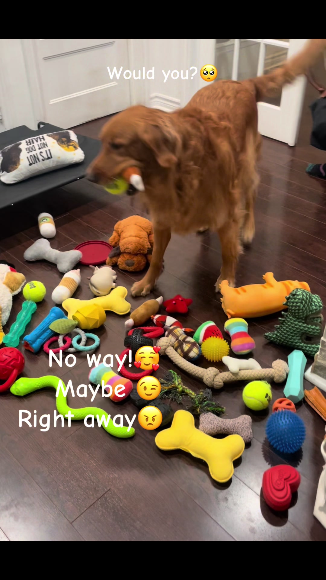 @Cooper the Golden Retriever 🦮