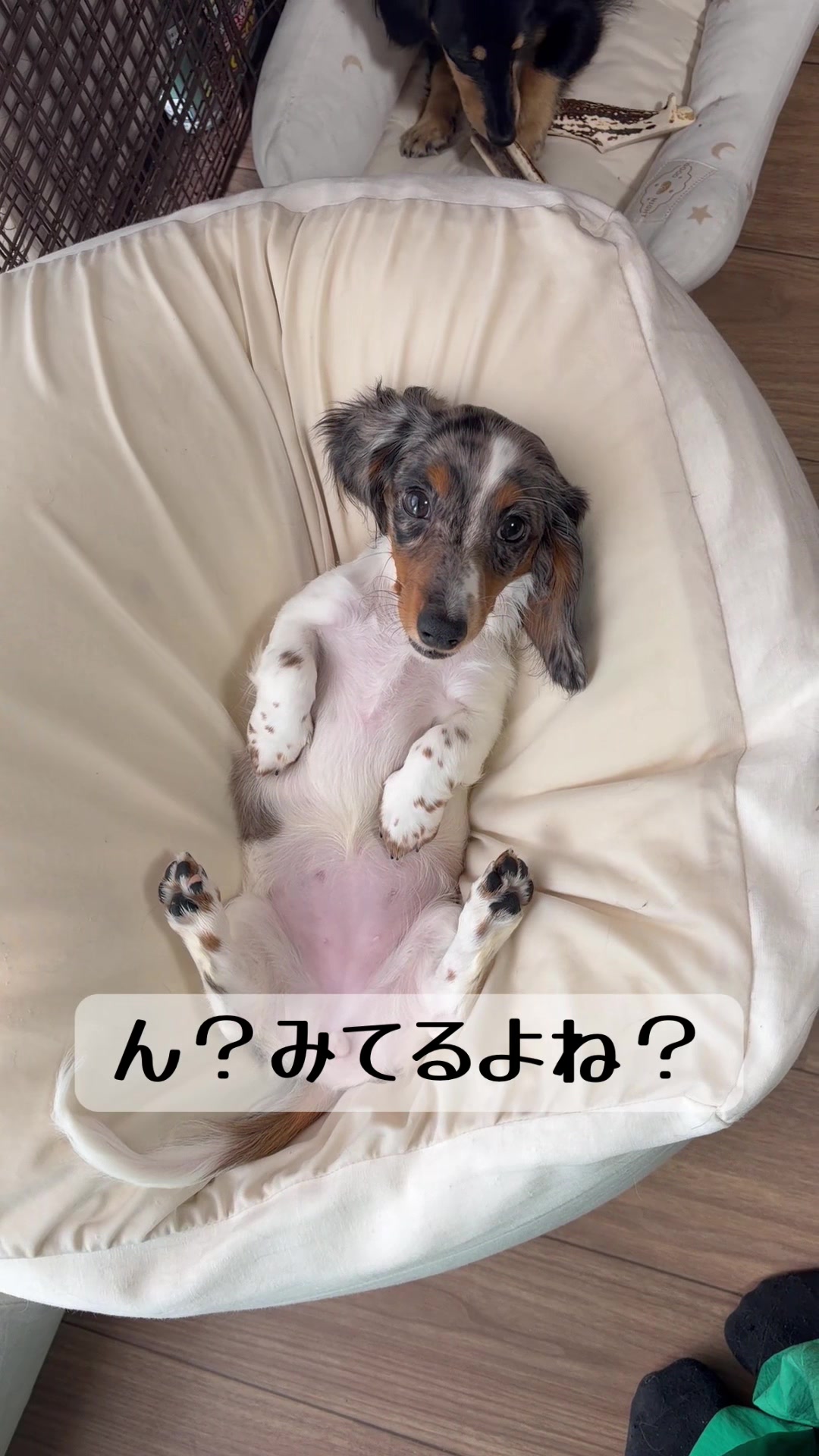 @あんちゃんまん