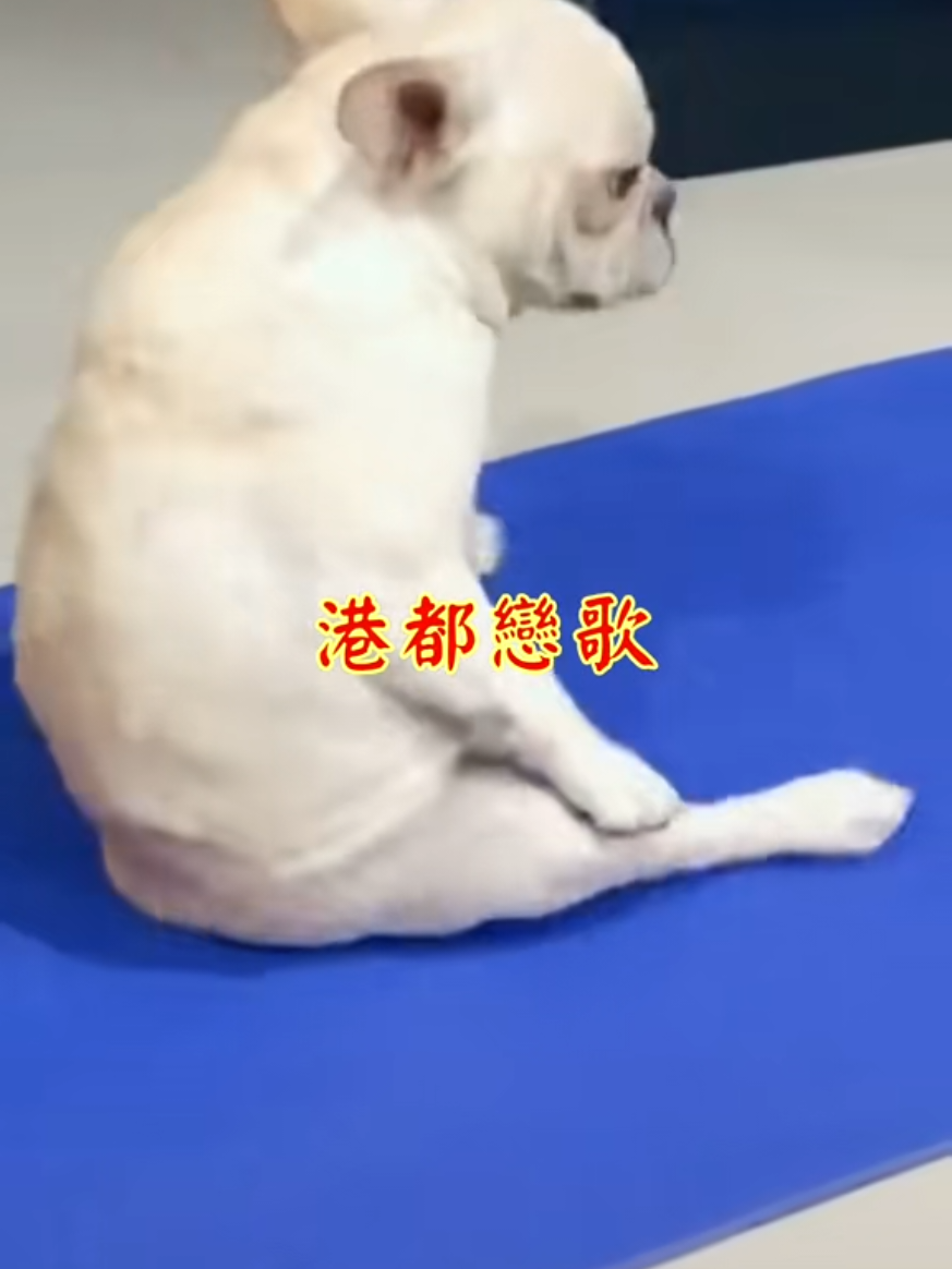 @雞不叫也天亮