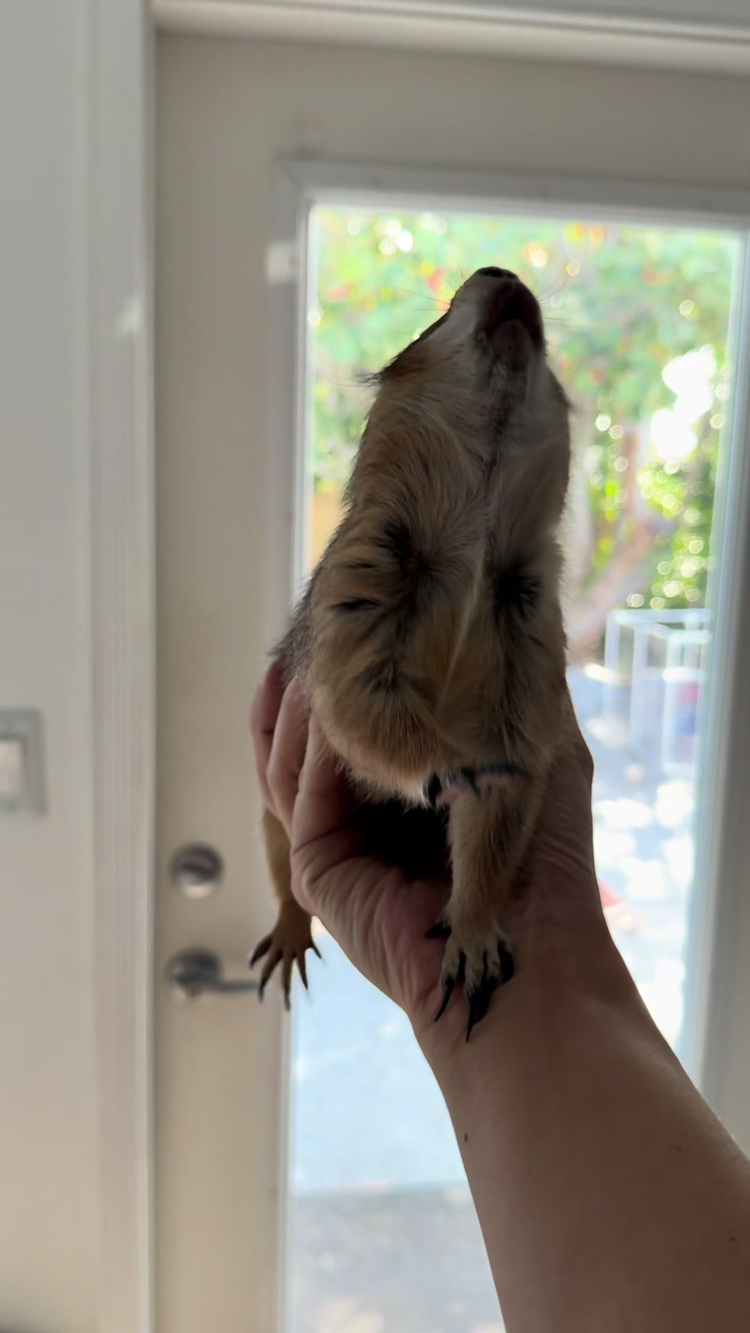@Poppy the Prairie Dog