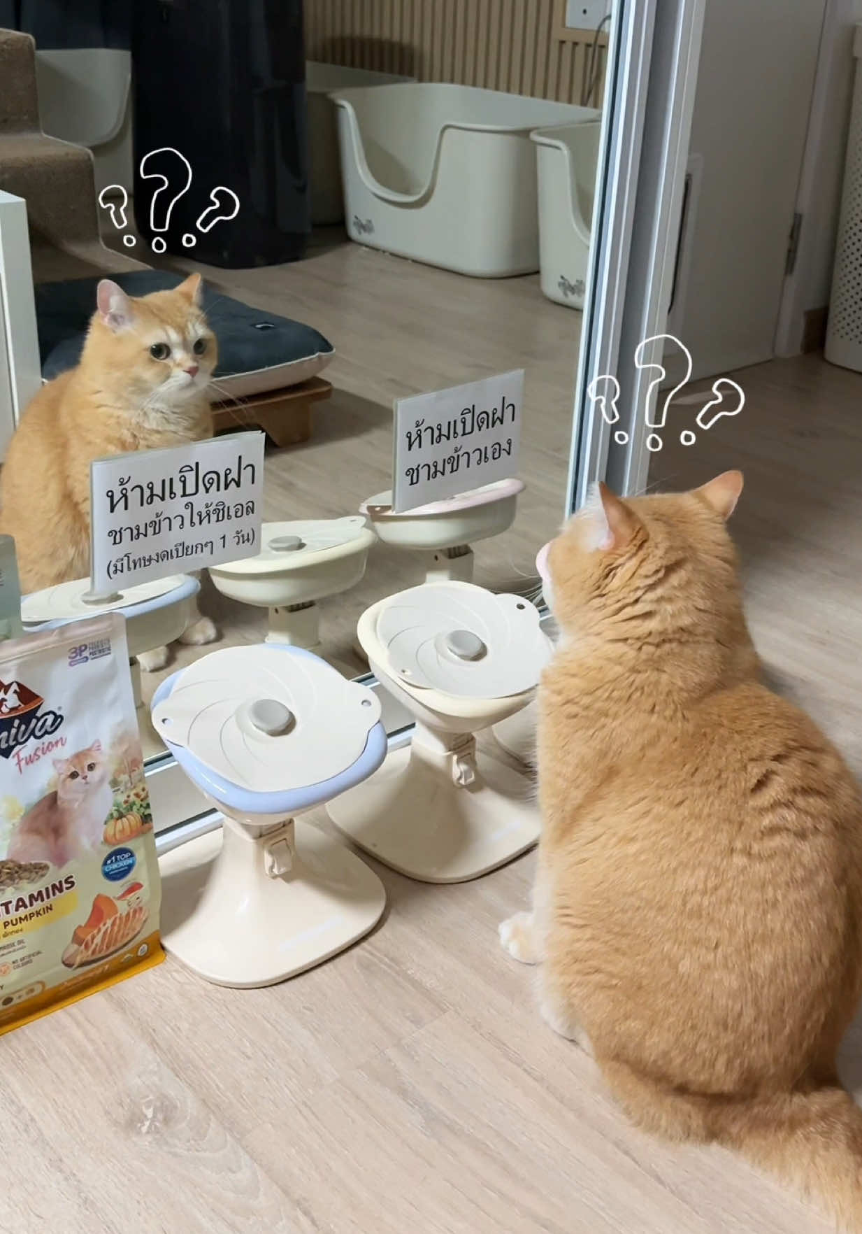 @ชิเอลแมวมึน 😺
