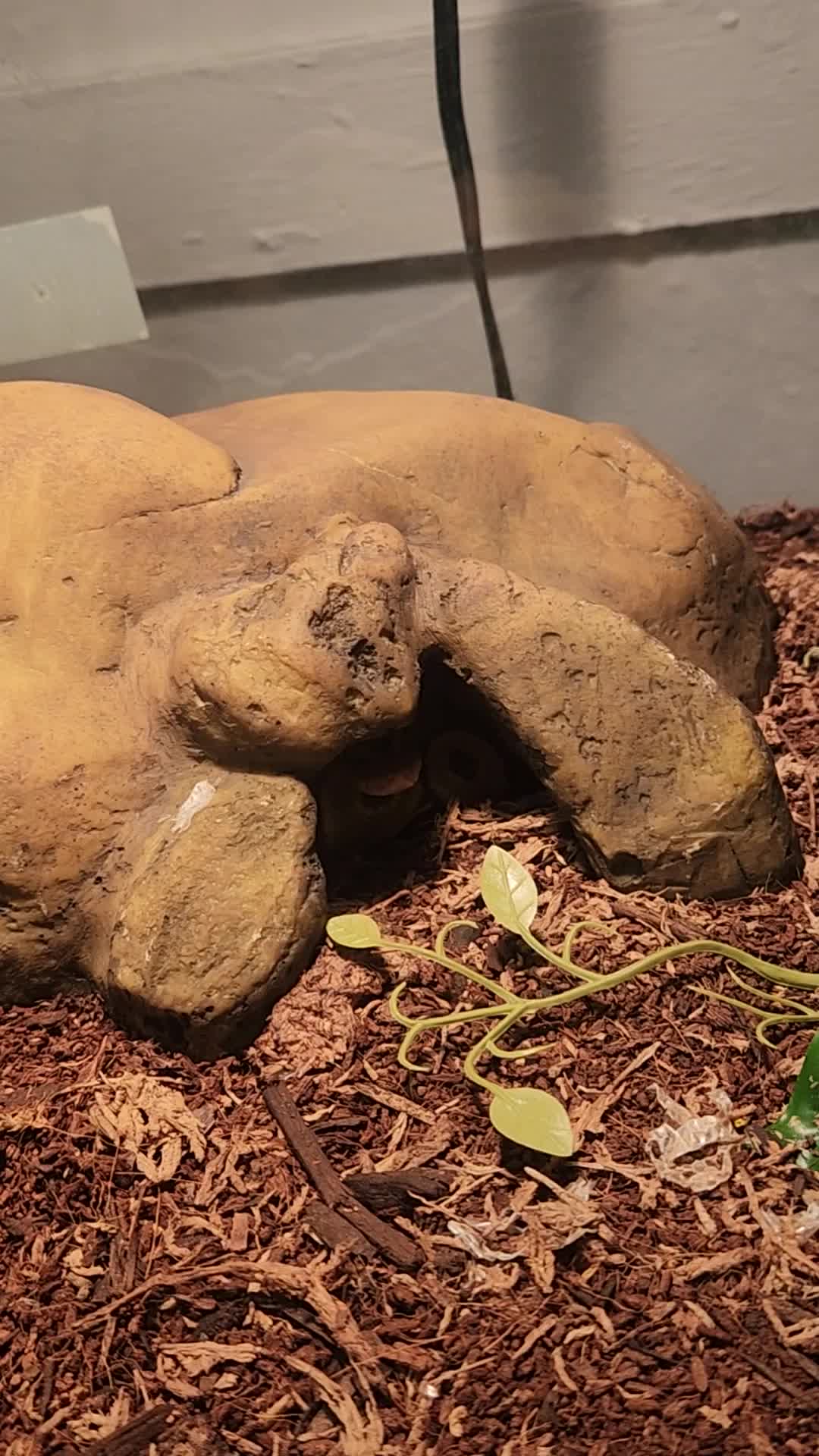 @Ballard&rsquo;s Reptiles