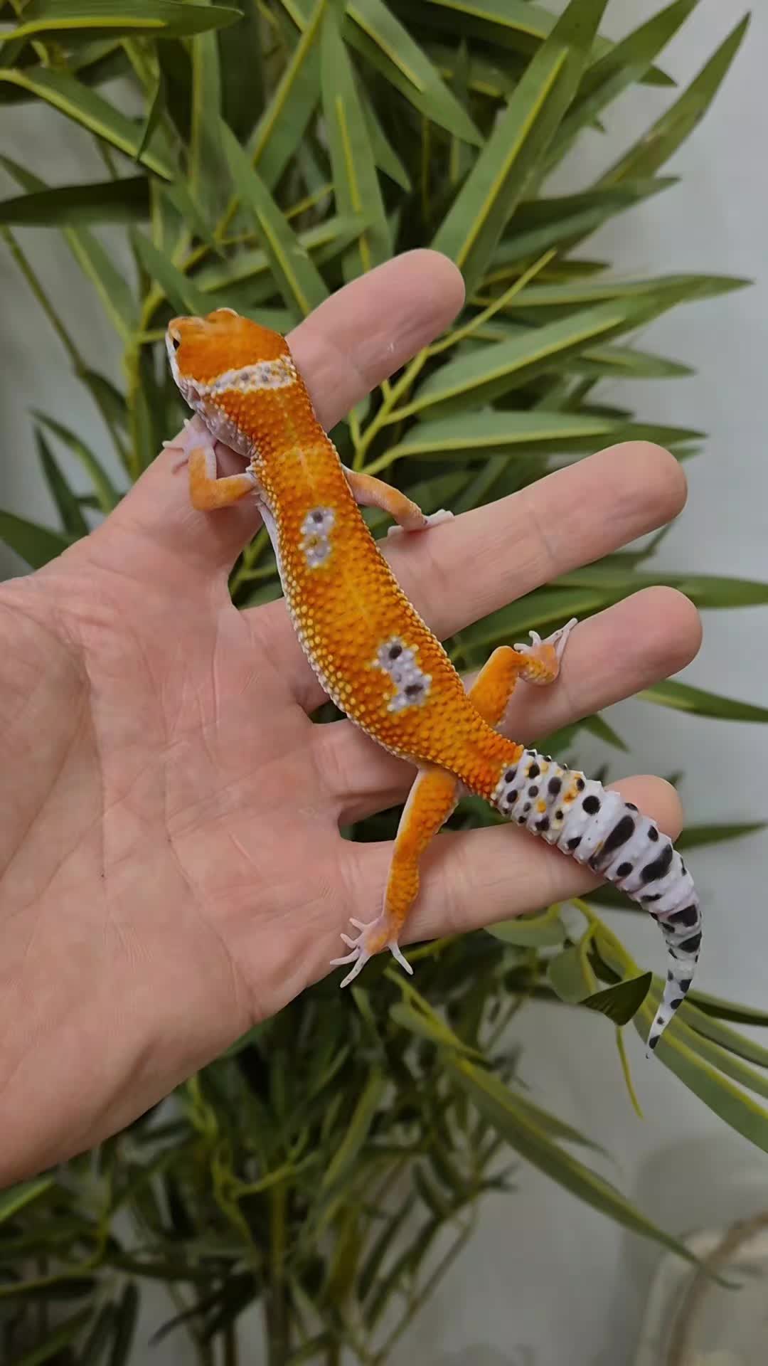 @CambridgeGecko