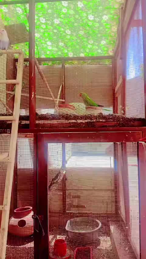 @💚Jamshed Magsi51214