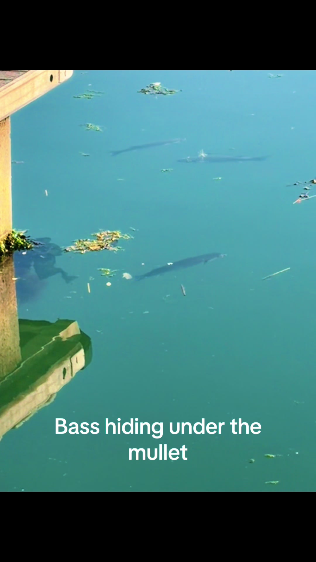 @Mental elf fishin