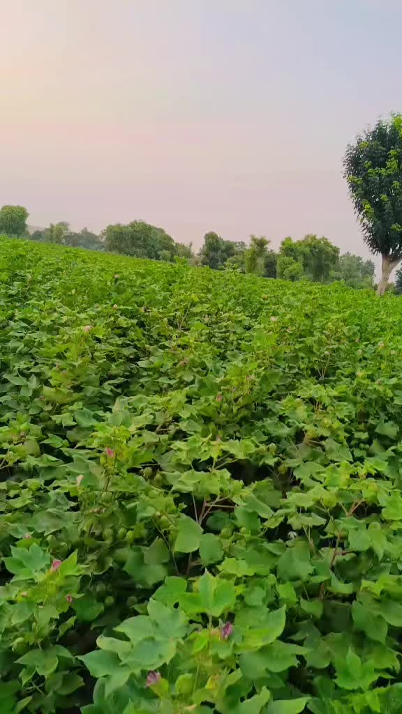 @Muskan🥰 Rajput ❤️ 💫
