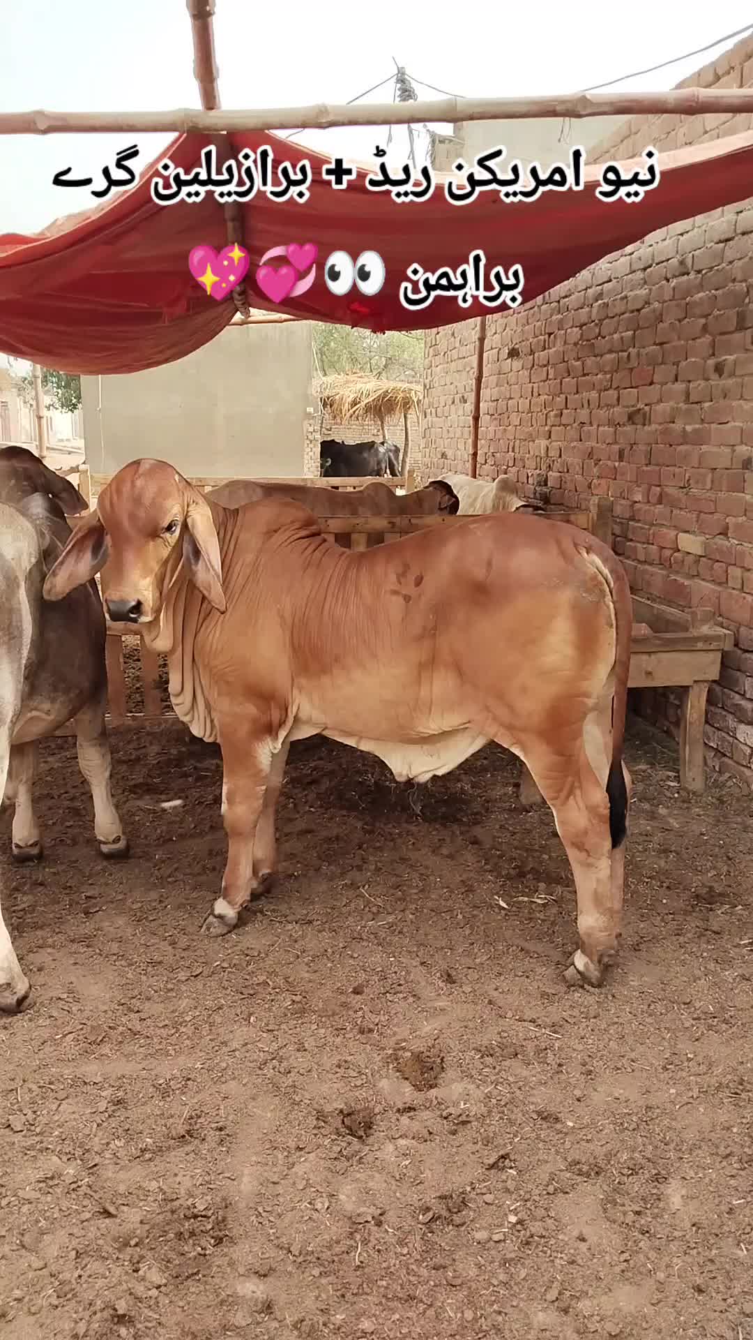 @The Brahmans Farming