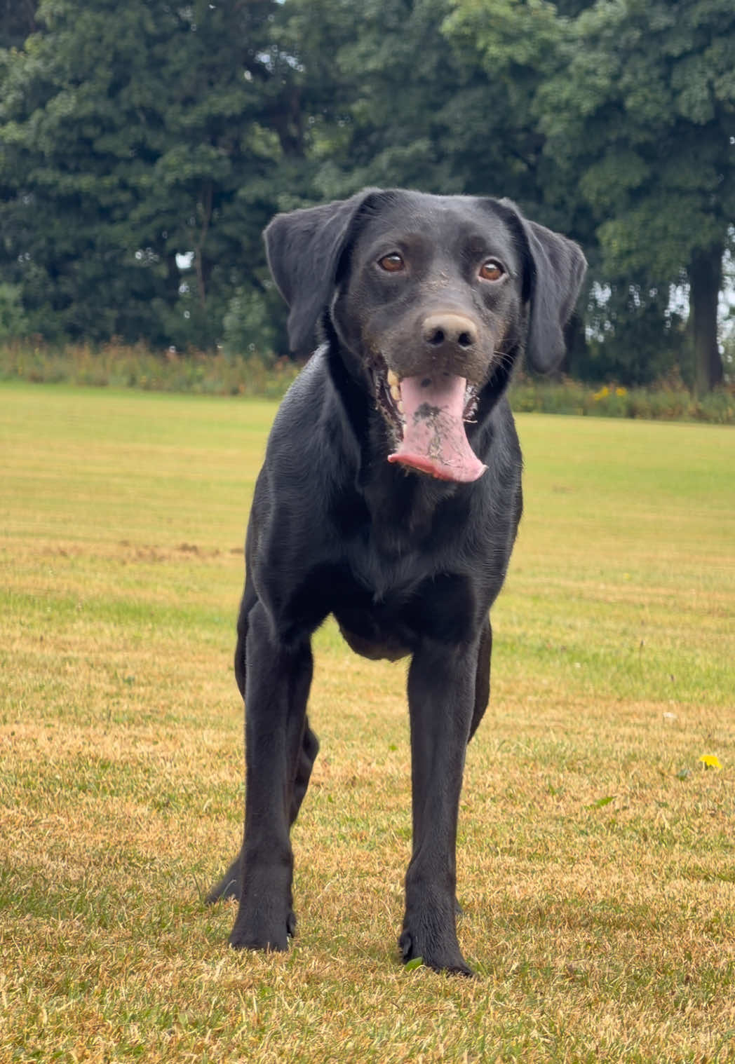 @themworkingdogs🏴