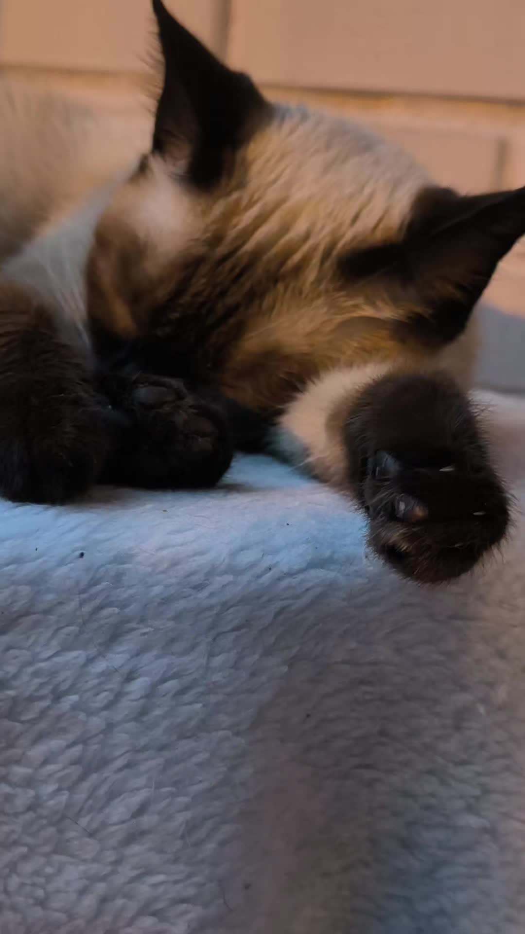 @La loca de los gatos