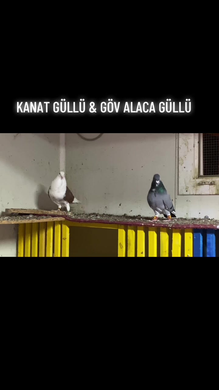 @ⒼİSMAİL ACARⒼ