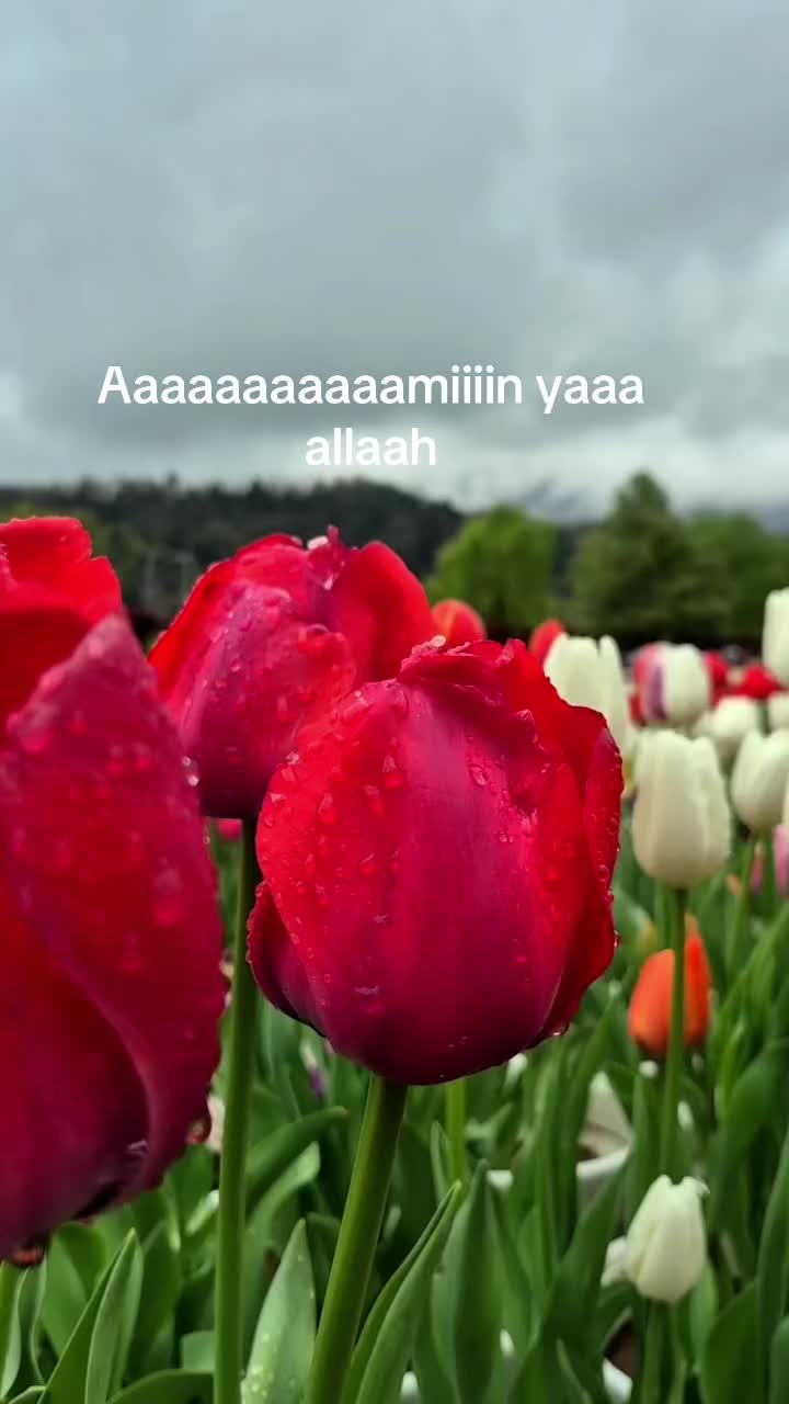@samawadoshow