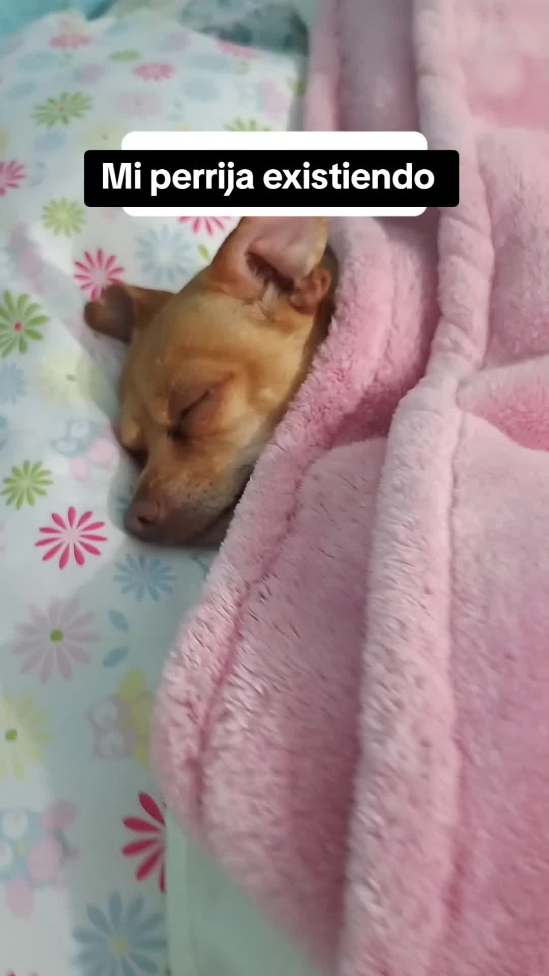 @V1V15 sanchez
