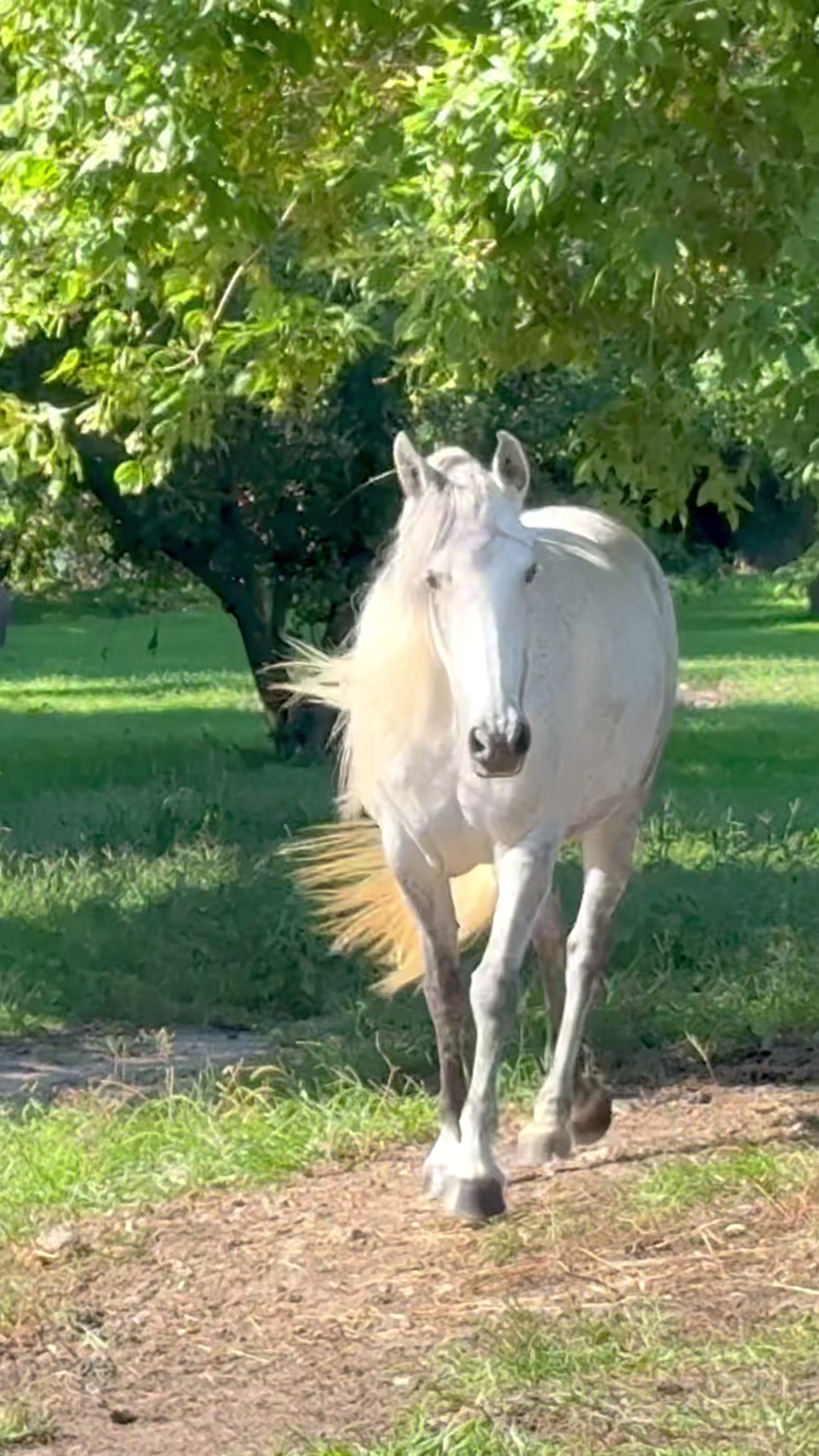 @Free Spirit Equestrian