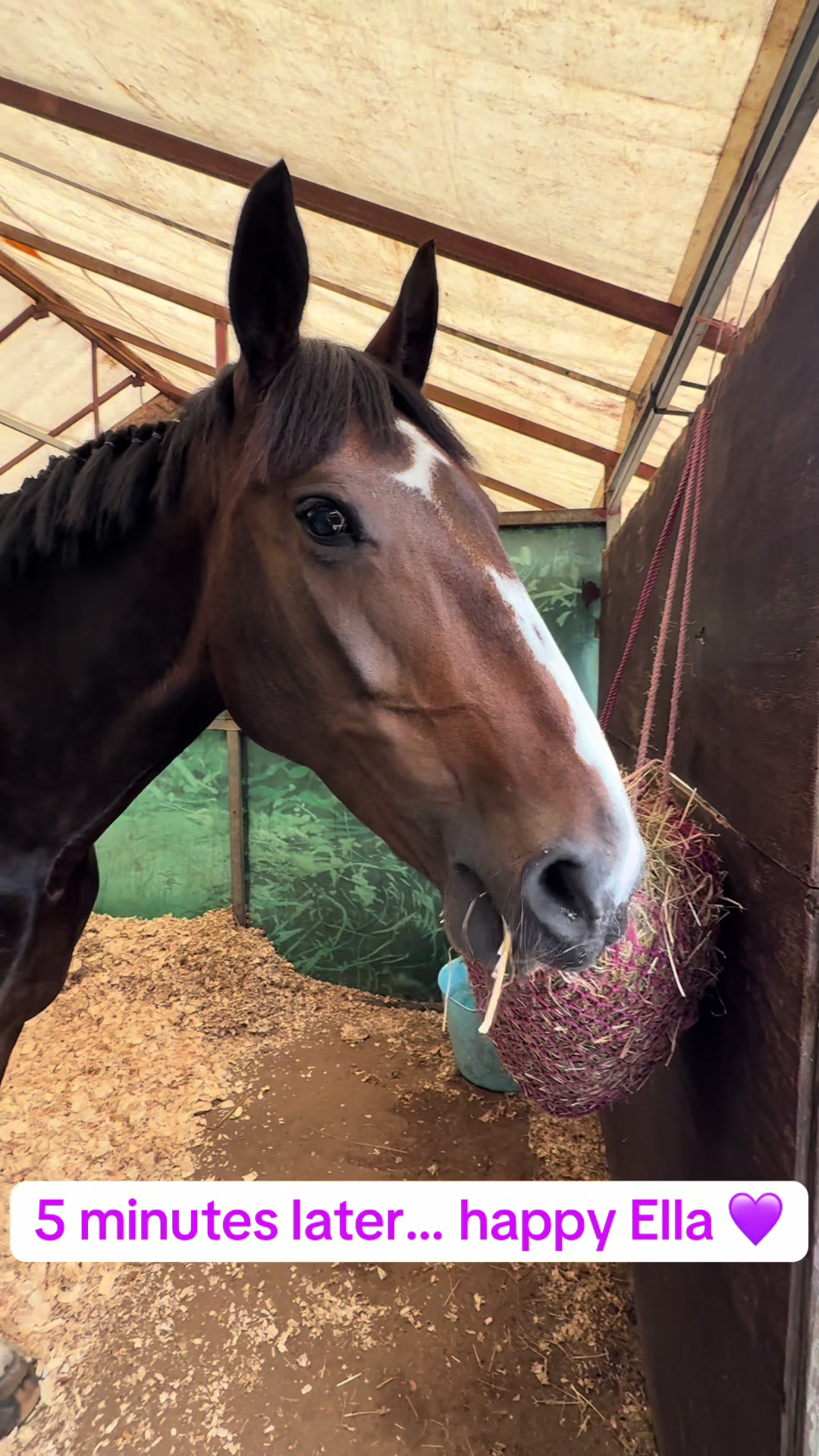 @cedequestrian