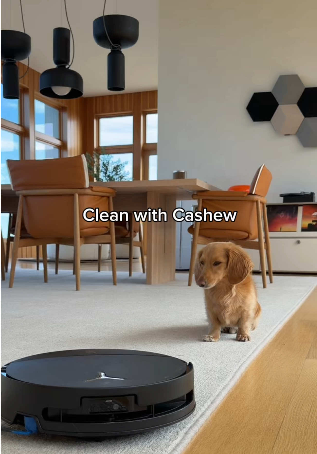 @cashewdachshund