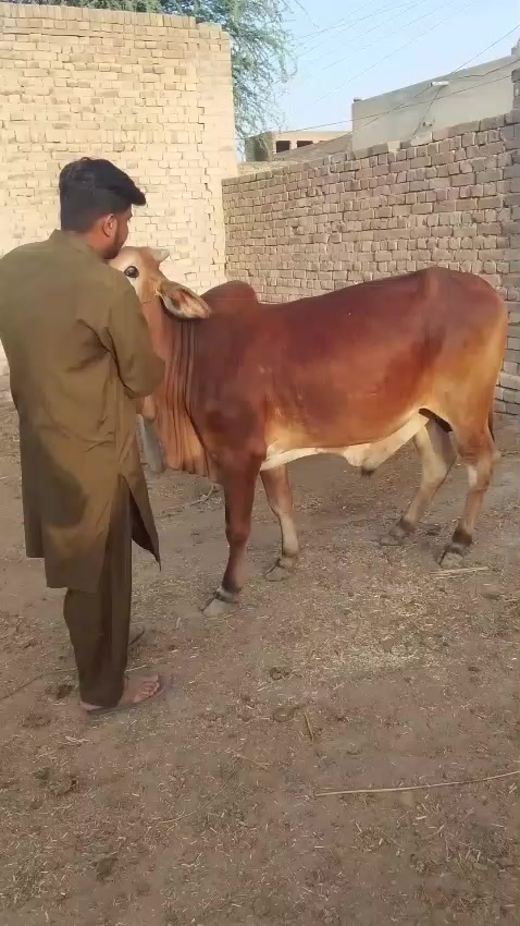 @Love you arifwala