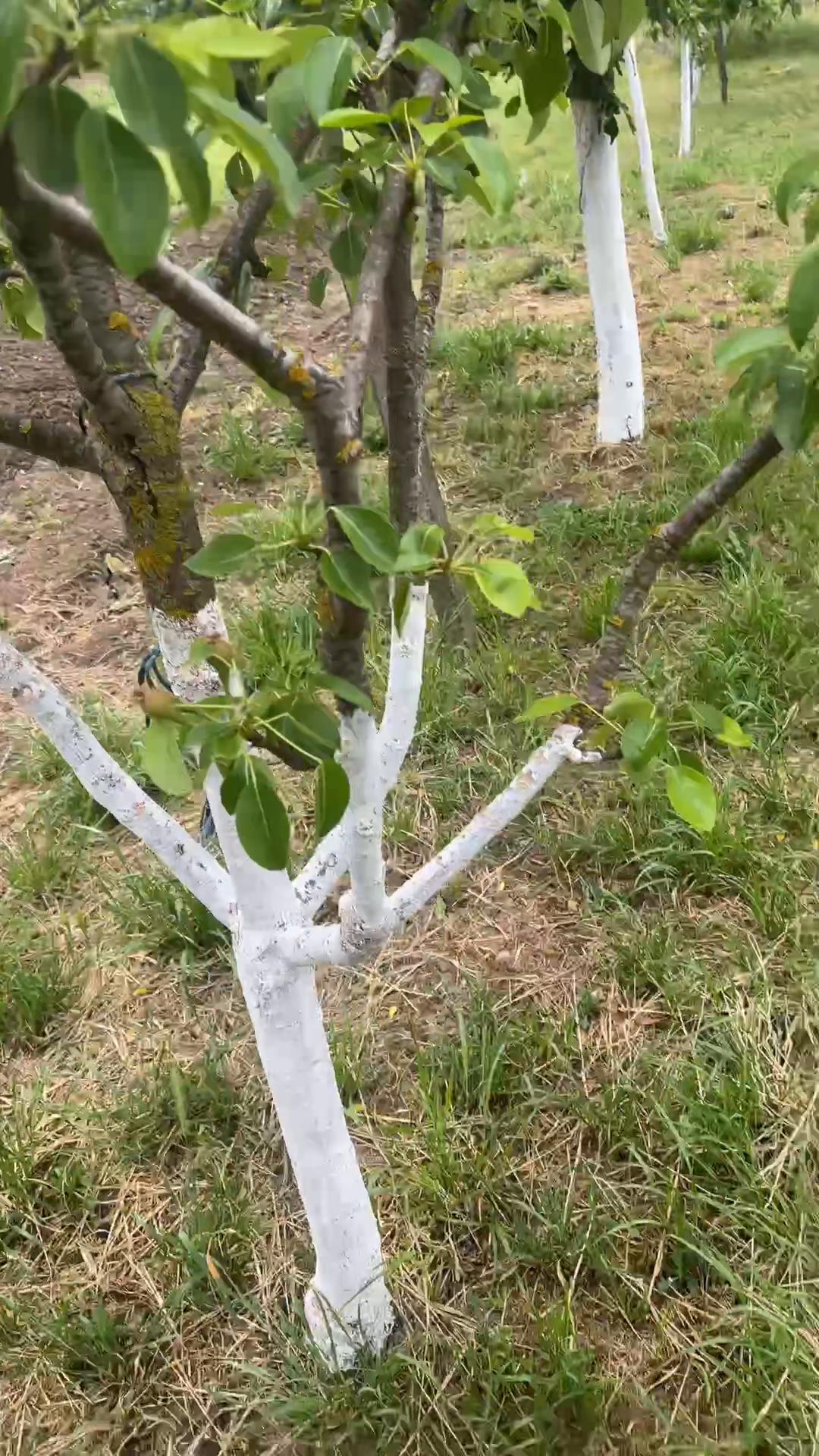 @⚜️ Răzvan Avr ⚜️