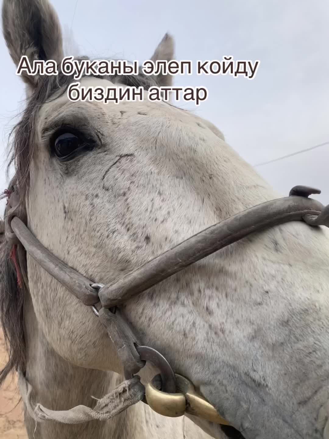 @Allenow77