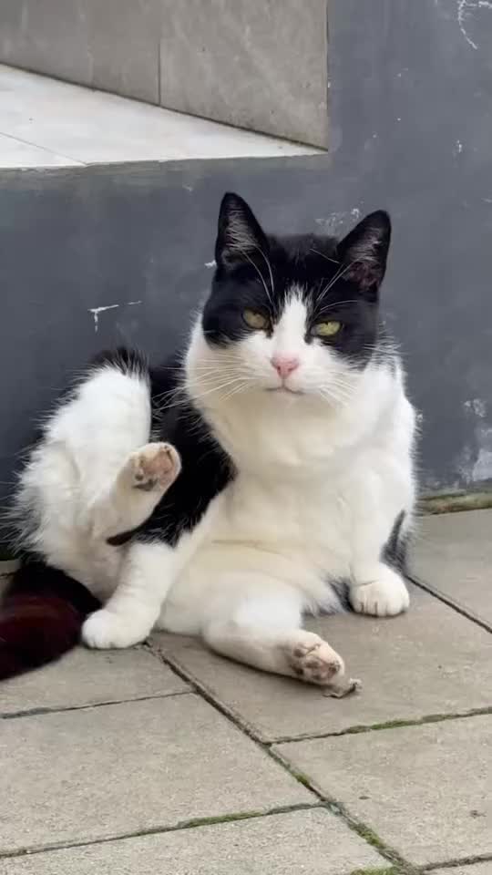 @🌻Kiss Heni & the CATS🐈⬛