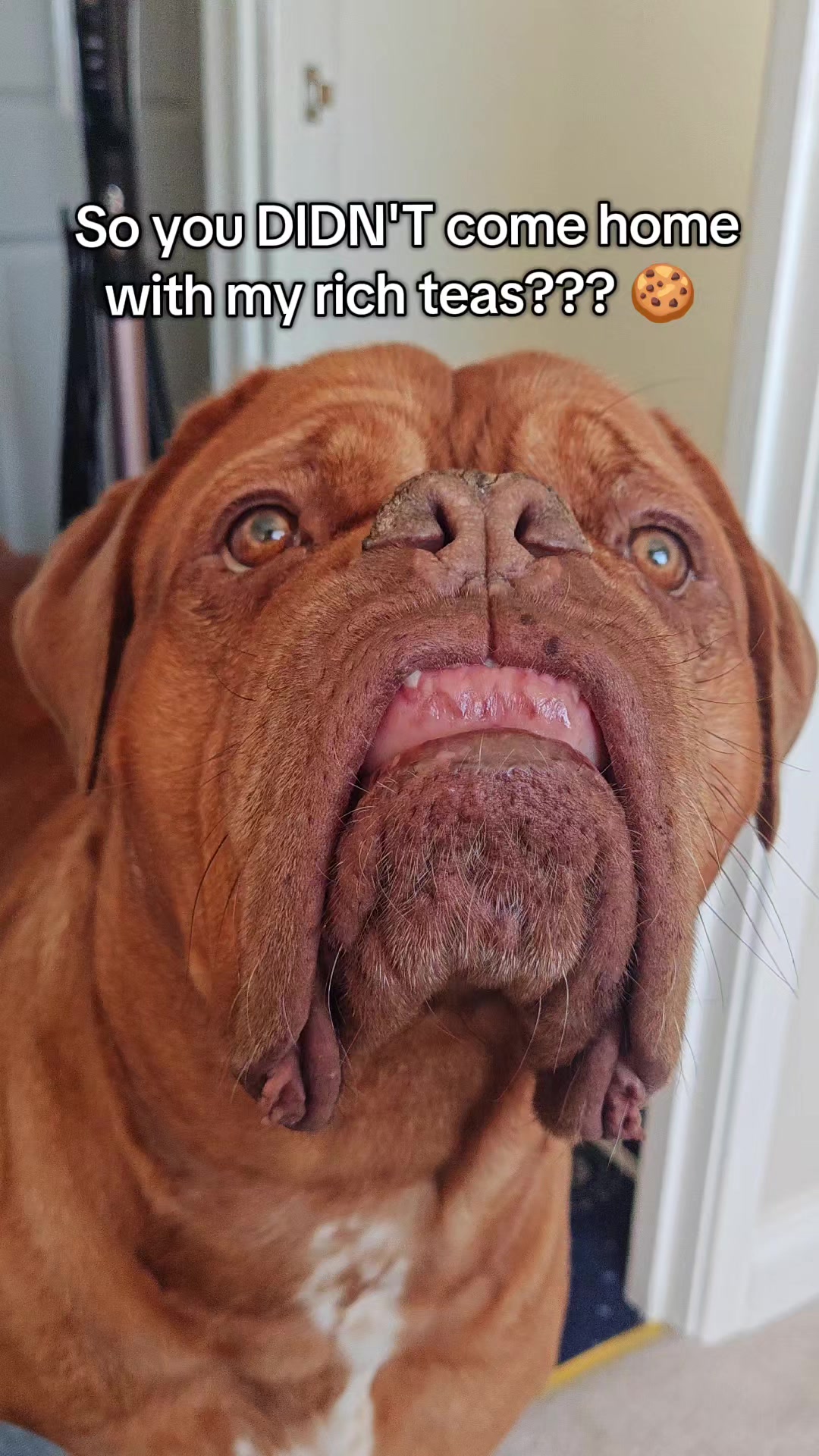 @Diva Dogue Nala