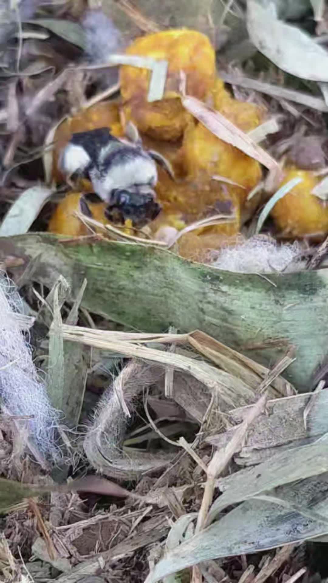 @Forage North America