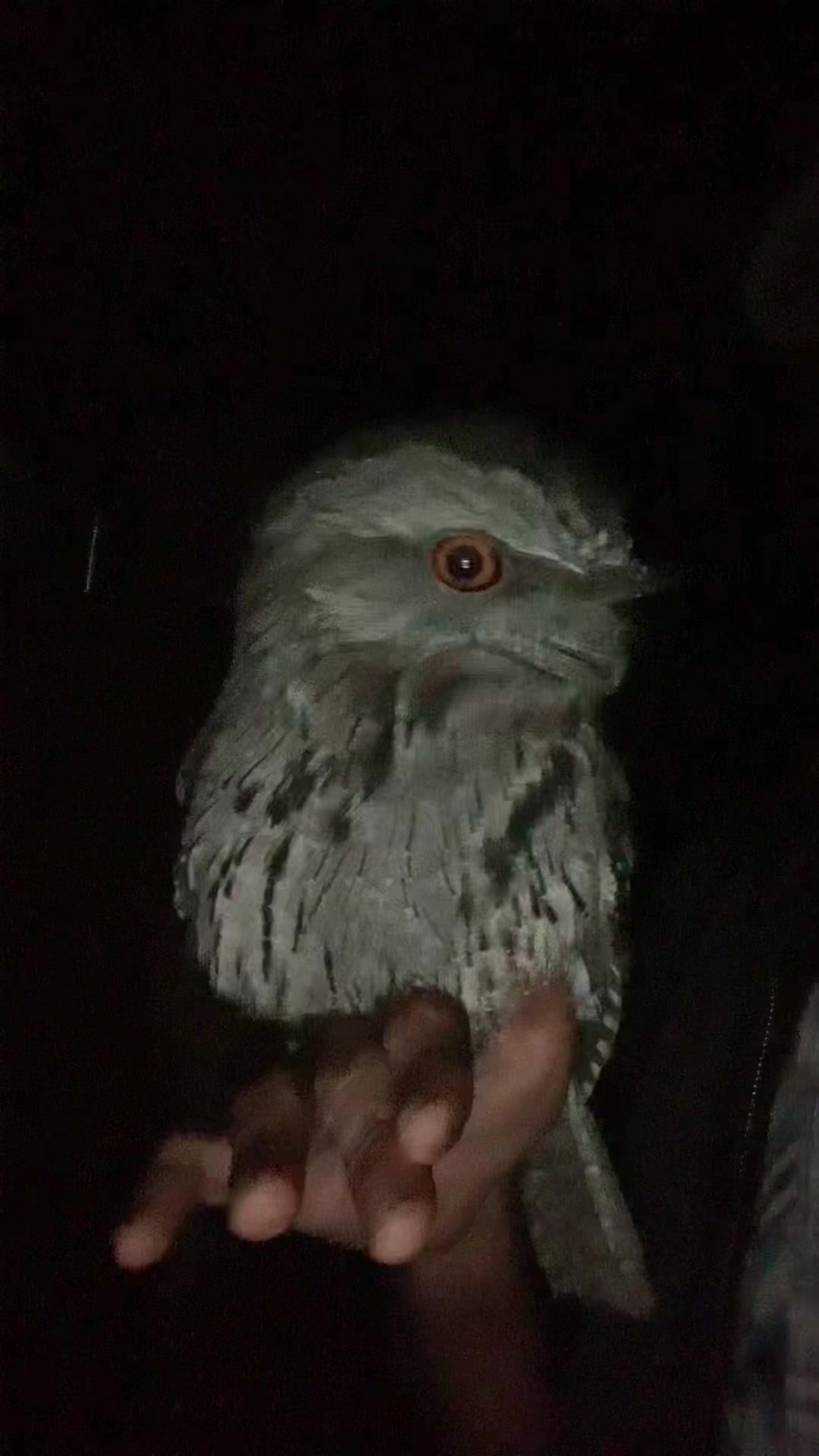 @Jimmy_Here🇦🇺