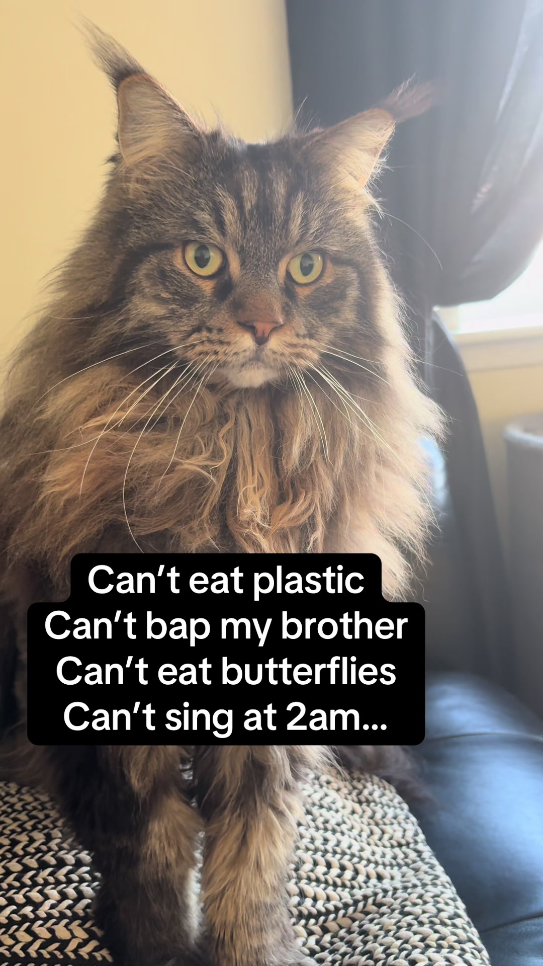 @Gus & Sully Maine Coon Boys