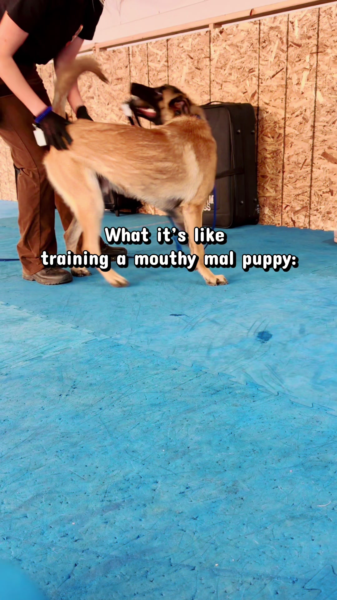 @K9 Obi-Wan, Ahsoka & Rex
