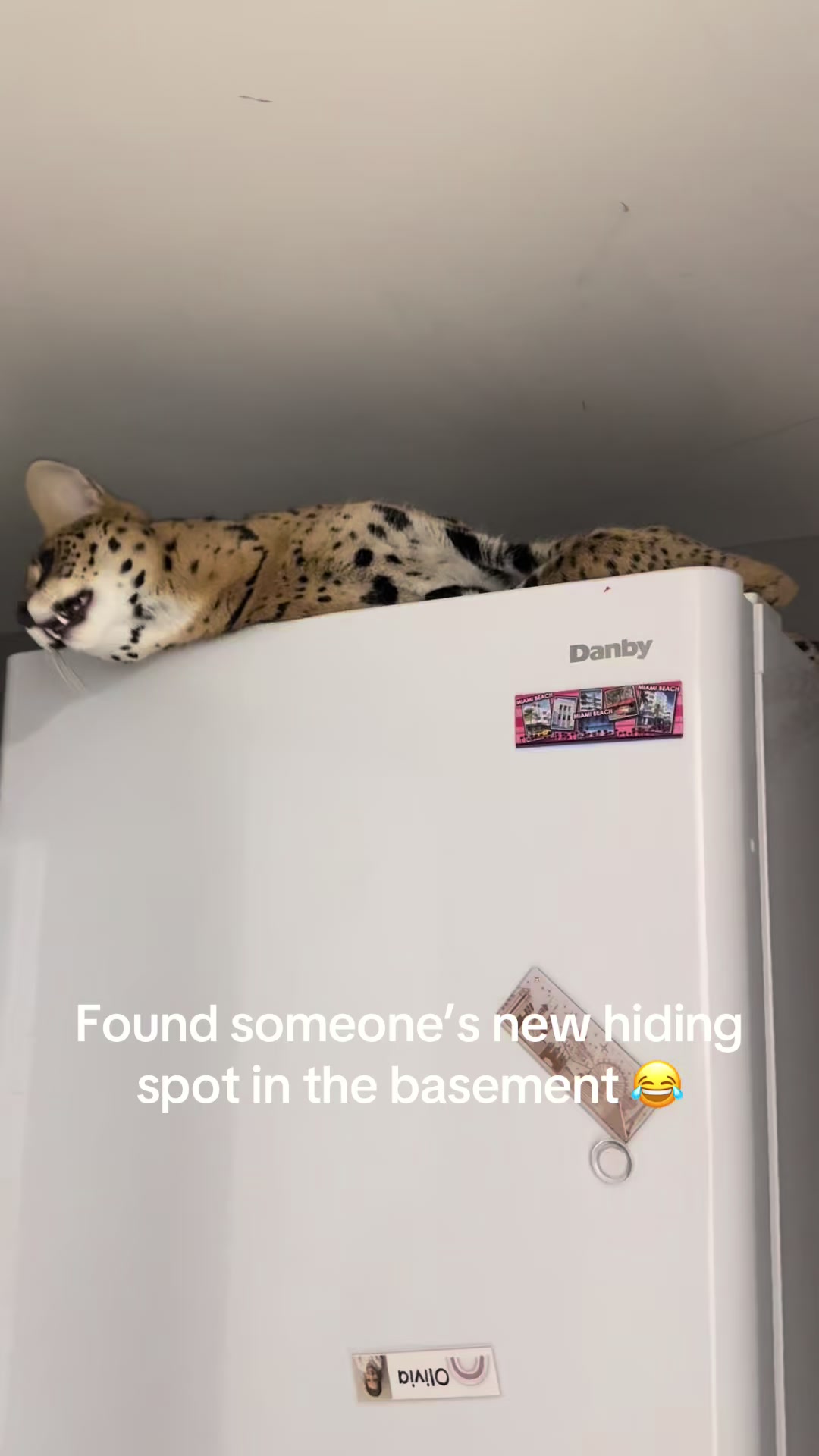 @milo the serval