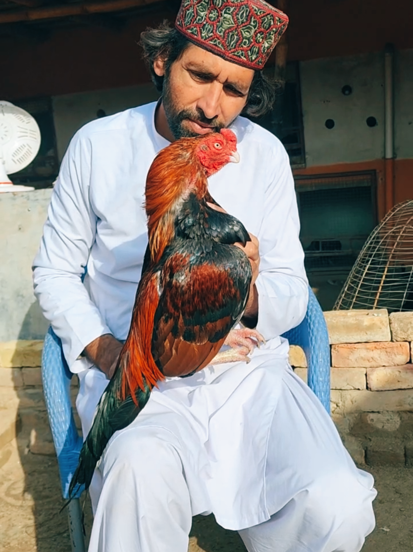 @Sajjad Aseel Farm