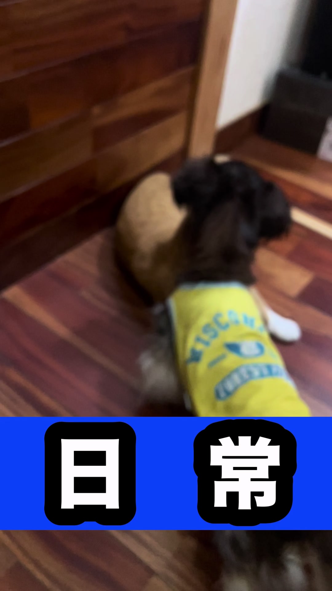 @藤原 政宗 動物好き❤️飛行機好き❤️
