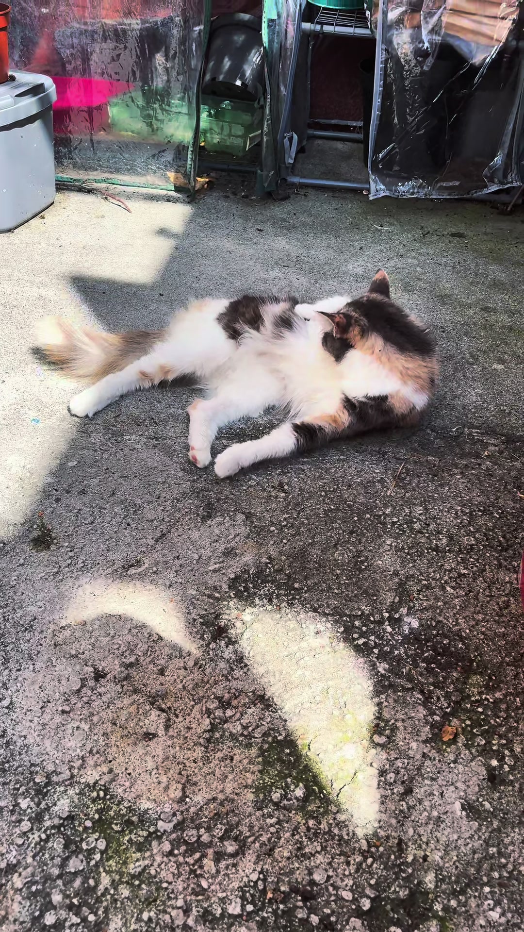 @wildkittyog