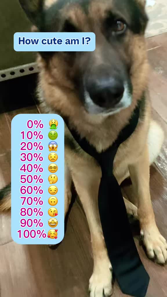 @Walter The German Shepherd