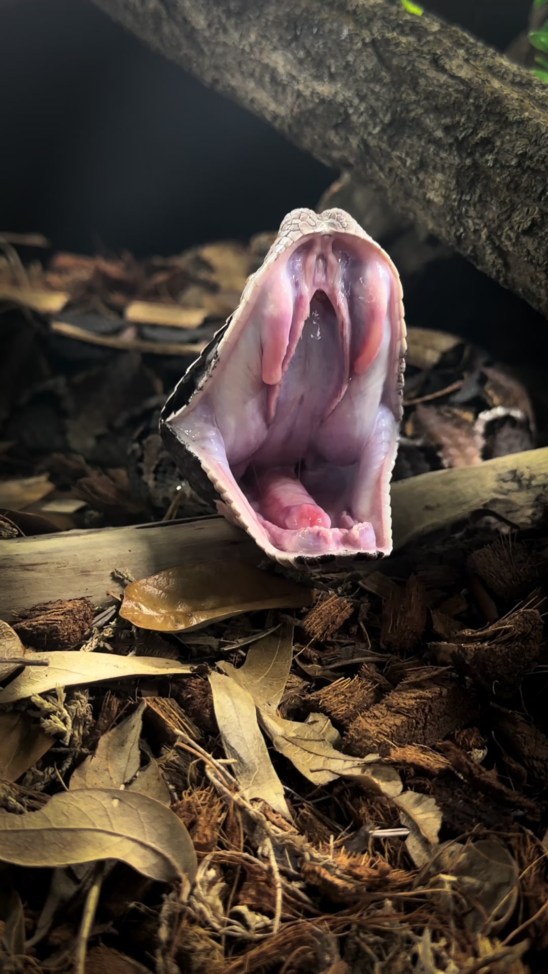 @SavageryReptiles