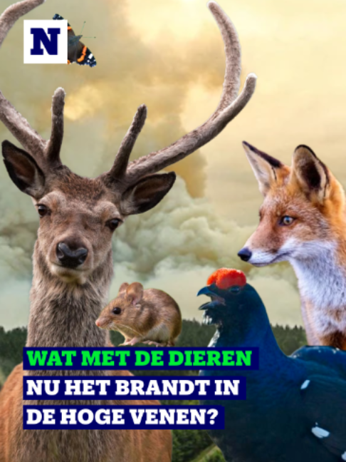 @Nieuwsblad
