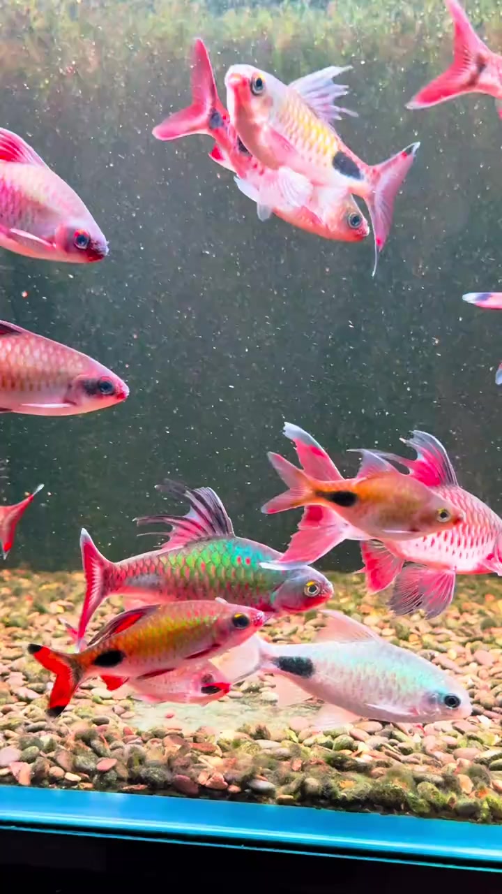 @Long chơi  hồng mi b&oacute;ng đ&ecirc;m 🦈