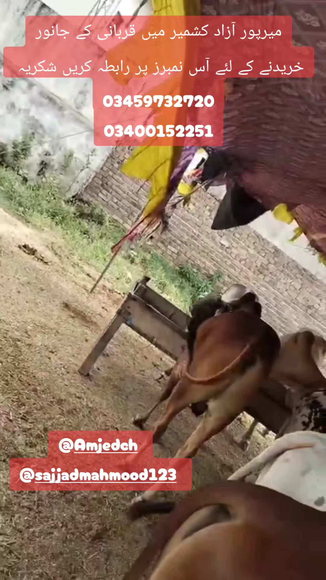 @Tahir.Kashmiri.uk