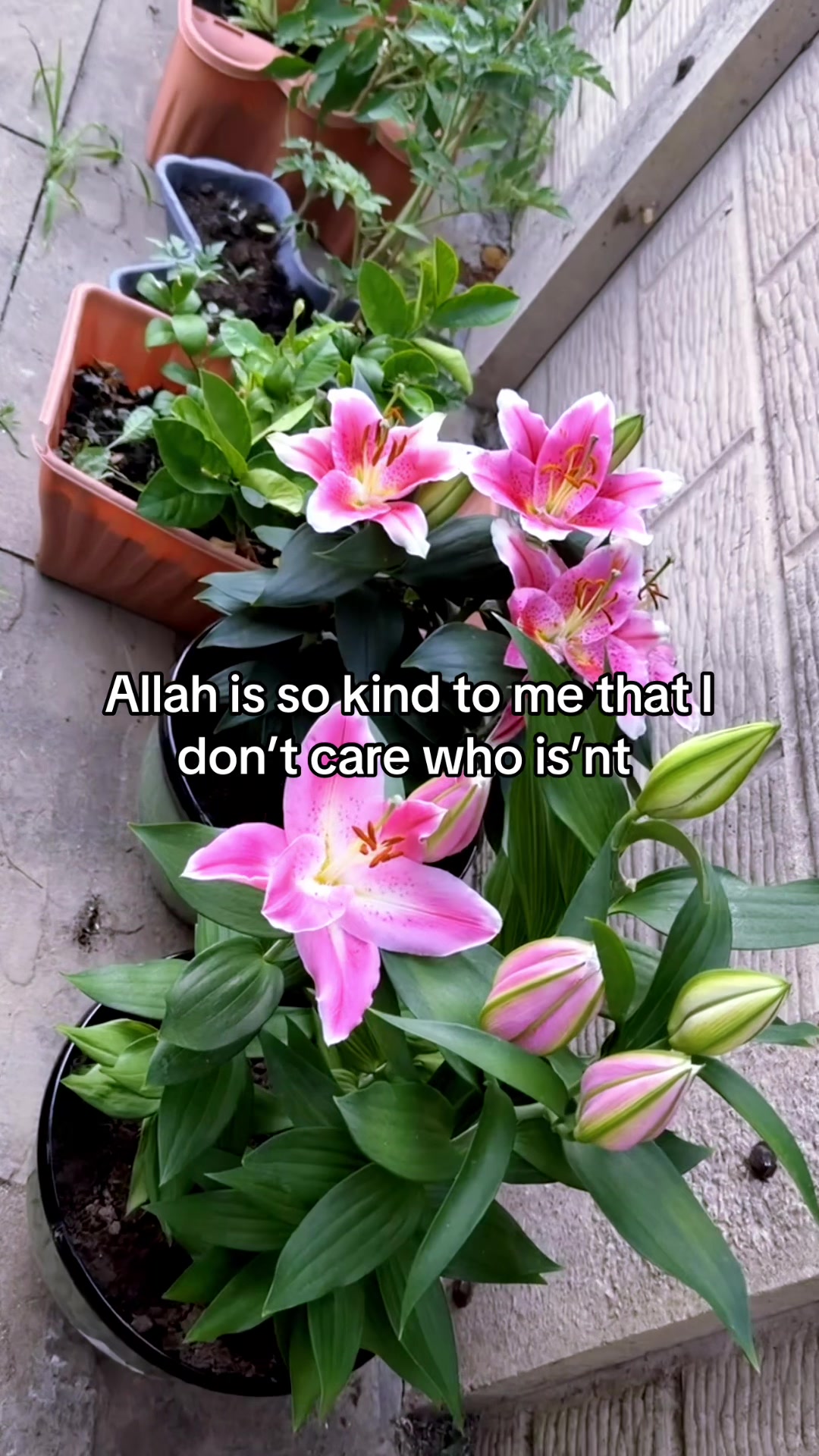 @Tahseen