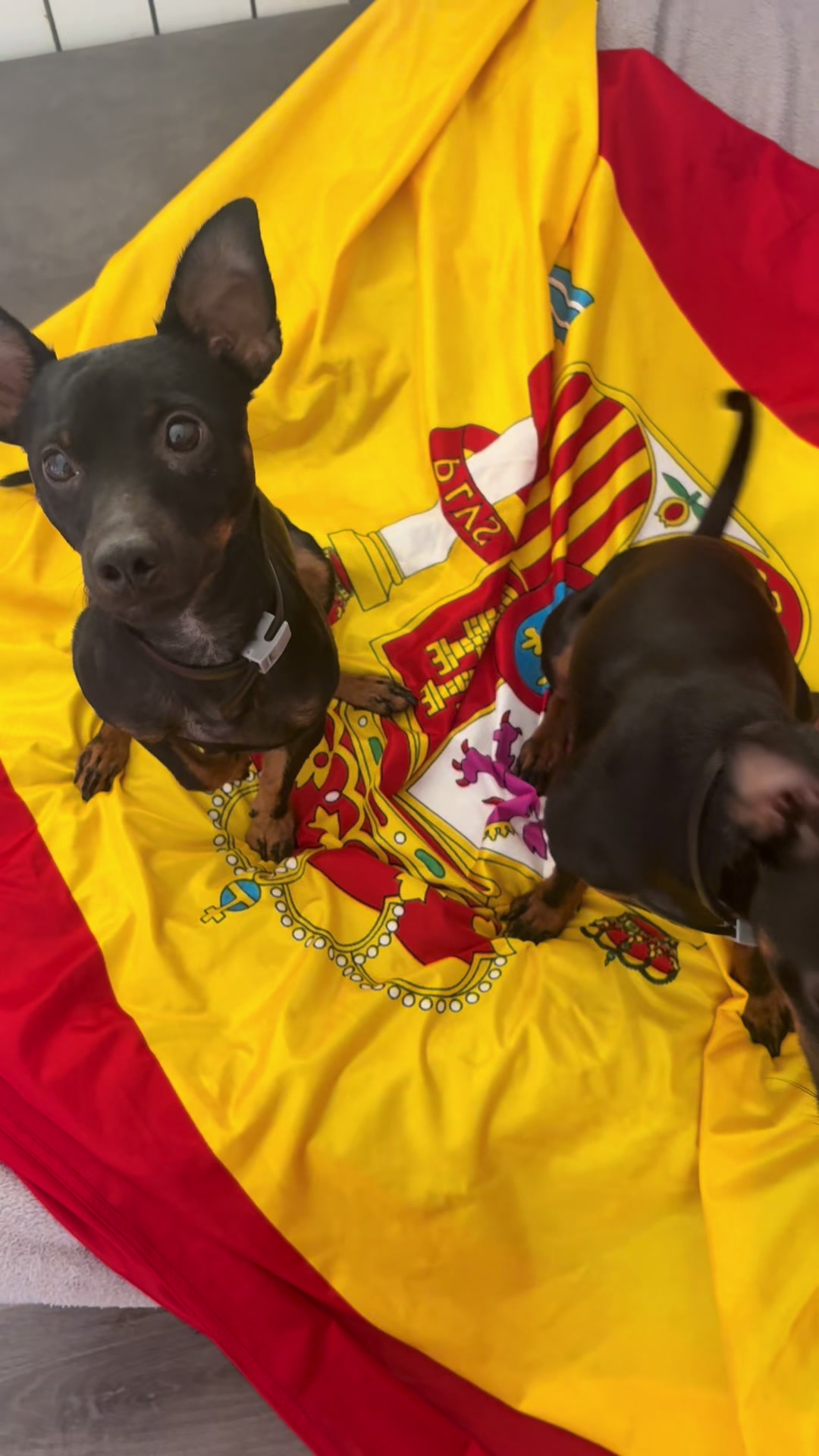 @PanDOGuitos 🐶