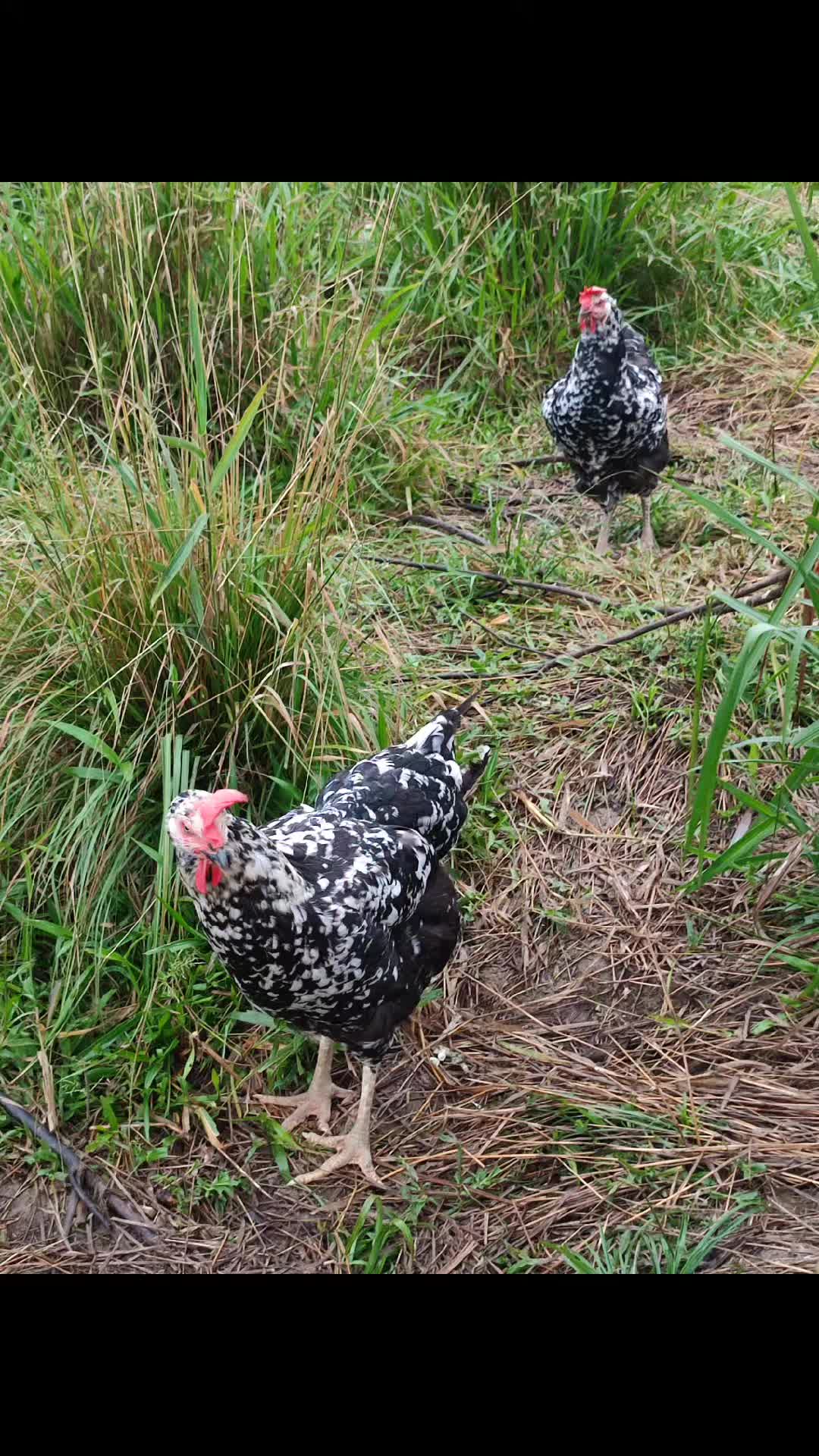 @Manuelito en el campo 🌱🐓🐄
