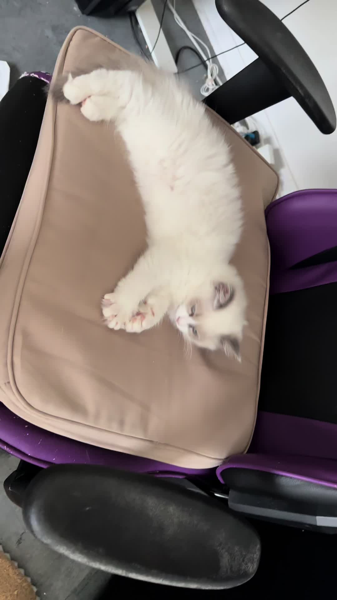 @Ragdoll Kittys🌈🧡🐾