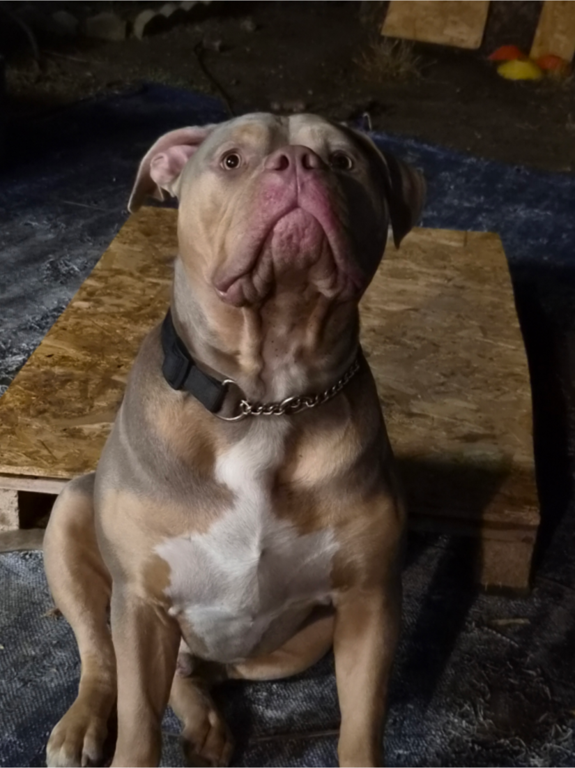 @Kyza And Ellie Bully Dogs 🐾🐾