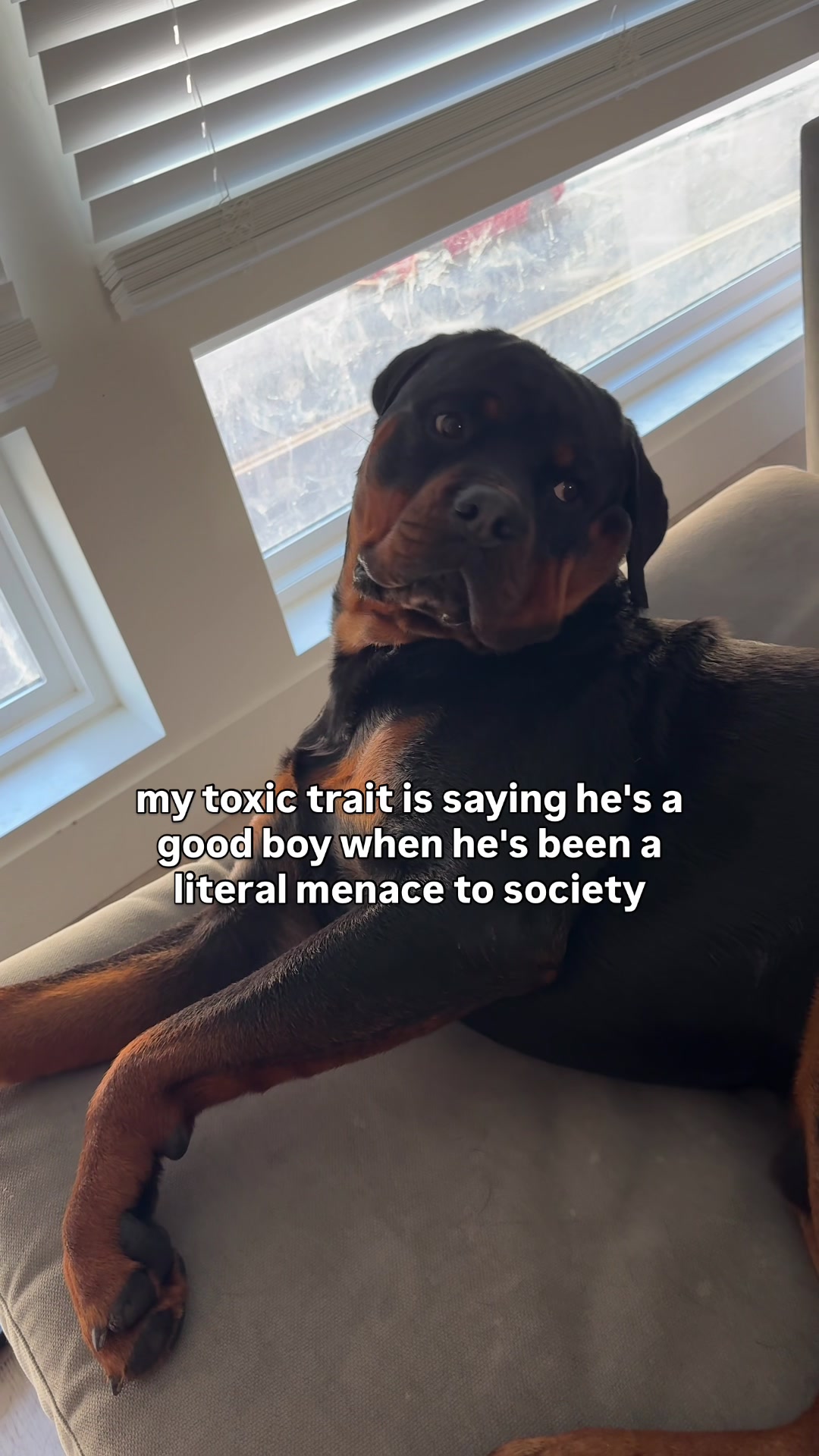 @Rex the Rottweiler
