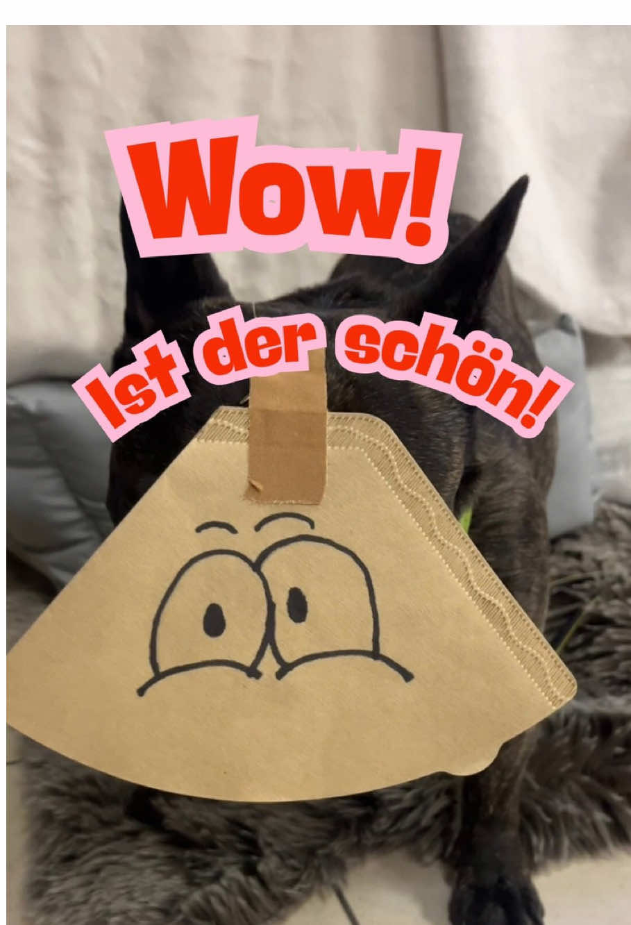 @TierheimKR