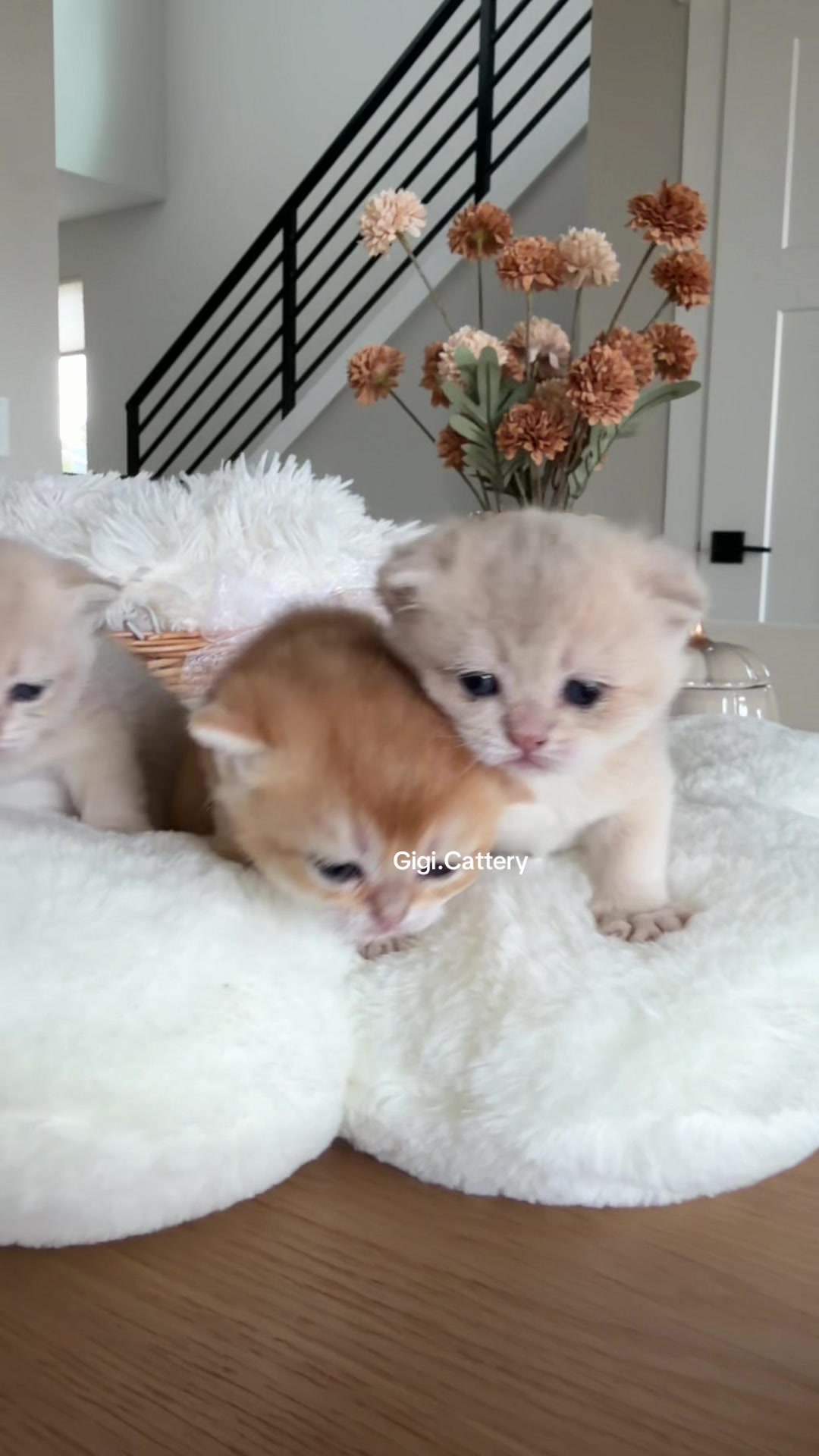 @gigi.cattery