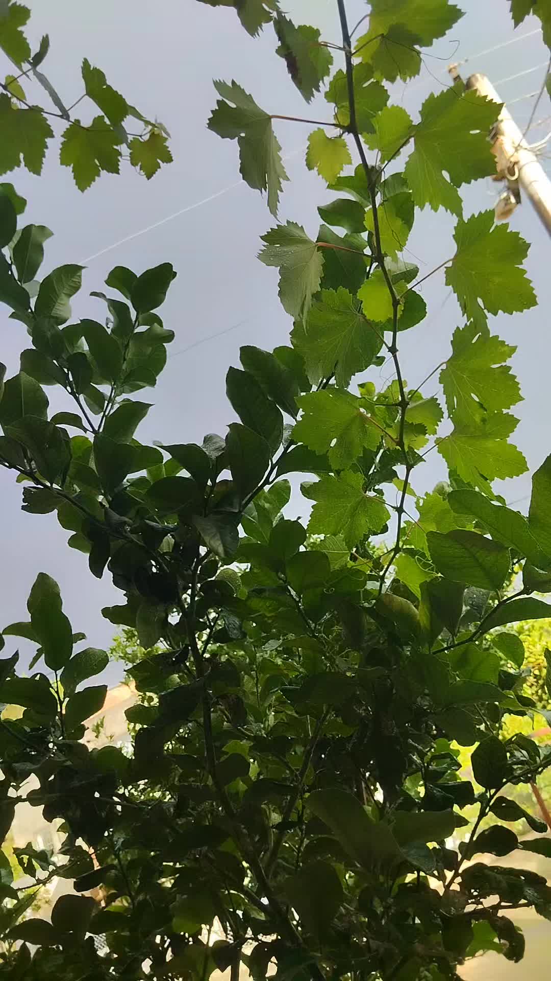 @🌼
