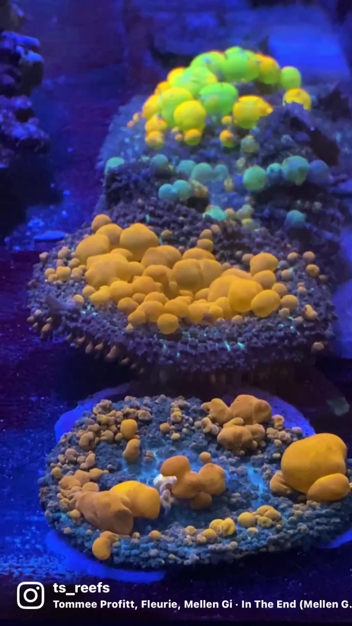 @Ts_reefs